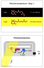 1. Absorption of light causes a conformational change of the retinal molecule from its inactive 11-cis isomer to its active all-trans isomer. 
2.  cGMP phosphodiesterase is activated via the G protein - causes a breakdown of cytoplasmic second messenger 