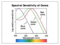 1. S (short wavelength sensitive) cones, also called “blue” cones, with a maximum sensitivity at 430 nm 
2. M (medium wavelength sensitive) cones, also called “green” cones, with a maximum sensitivity of 530 nm
3. L (long wavelength sensitive) cones, al