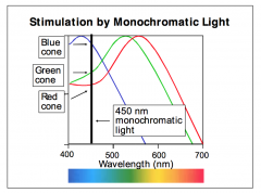 - Light of a wavelength of 450 nm, for example, indicated as a black vertical line in the diagram, will hyperpolarize blue cones most, green cones to a lesser extent, and red cones even less.
- This pattern of stimulation of the different cone types is r