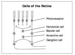 The retina consists of five major cell types.