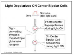 ON bipolar cells are hyperpolarized when the photoreceptors release the maximum amount of glutamate, which is during darkness. They are depolarized (dis-inhibited), when less glutamate is avilable, which is during light ON.