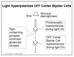 OFF bipolar cells are depolarized when the photoreceptors release the maximum amount of glutamate, which is during darkness.