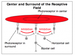 - An ON center bipolar cell is depolarized when you shine light into the center of its receptive field
- When shining light into the surround area of the receptive field of the ON center bipolar cell, photoreceptors in the periphery form excitatory (sign