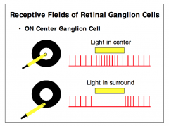 - ON center bipolar cells form excitatory (sign conserving) synapses on ON center ganglion cells
- When shining light into the center of the receptive field
of an ON center ganglion cell increases the frequency
of action potentials produced
- Shining 