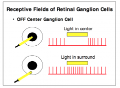 - OFF ganglion cells receive input from OFF center bipolar cells via excitatory (sign conserving) synapses.
- Shining light into the periphery of the receptive field of this cell increases the frequency of action potentials produced
- Shining light into