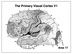 - The left half of the visual field is represented only in the primary visual cortex on the right, as shown in the two color-coded examples of the representation.
- Inferior portions of the visual
field are represented
superior to the calcarine sulcus,