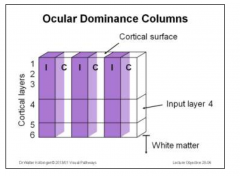 - Columns are dedicated to input from 1 eye - the IPSILATERAL eye (I), which lie next to columns dedicated to input from the CONTRALATERAL eye (C).
- Above shoes IPSILATERAL perference