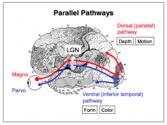 Parvo - LGN - Ventral (interior temporal) pathway
