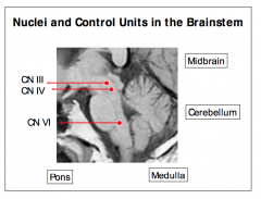 - CN III and IV nuclei are located in the tegmentum of the midbrain, close to the midline and to the cerebral aqueduct. The level of the oculomotor nucleus is approximately in line with the superior colliculus, the trochlear nucleus with the inferior coll