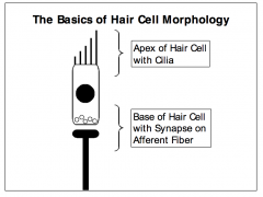 - Apex of a hair cell is the signal transduction site
which contains cilia (stereocilia)
- Area is surrounded by endolymph, which has HIGH
concentration of potassium ions, compared to the usual extracellular fluid (or the perilymph of the inner ear)
-