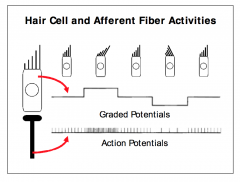 - Voltage-gated calcium channels embedded in the hair cell membrane are opened during depolarization, resulting in an inward current of calcium ions
- Release excitatory transmitter substance at the base of the hair cells, activating the afferent fibers
