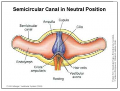 - The head containing the 3 sets of semicircular canals can rotate around different axes
- The semicircular canals respond to changes in the velocity of the rotations (angular acceleration)