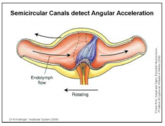 - Endolymph flow, which occurs relative to the semicircular canal, produces pressure onto the cupula and causes it to bend
- This also bends the cilia of the hair cells embedded in the cupula,