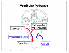 The input pathways include the vestibular receptor organs (with the hair cells as sensory receptor cells), the vestibular ganglia and the vestibular portion of the vestibulo-cochlear nerve (CN VIII).