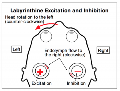 1. Excitation / Inhibition of labyrinthine receptor organs, the horizontal semicircular canals
2. Head rotation to the left (counter-clockwise) induces
endolymph flows to the right (clockwise) inside both
horizontal semicircular canals
3. Endolymph mo