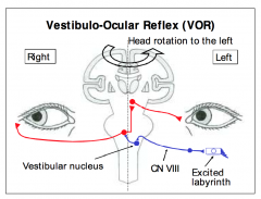 - Semicircular canals relay the information of head rotation to the vestibular nuclei in the brainstem
- Fibers originating in the excited labyrinth form the afferent limb of the VOR enter the brainstem at the ponto-medullary junction
- Synapse in the v