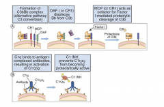 Classical & Alternative Pathway Regulator:
Decay accelerating factor (DAF) binds to membrane bound C4b and C3b, blocking the formation of the alternative and classical pathway C3 convertases