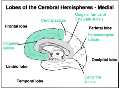 - Cortex, white matter, basal ganglia, amygdala and hippocampal formation
- Divided into: frontal, parietal, temporal, occipital, limbic and insular lobes