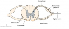 The typical spinal nerve is formed by the union of dorsal and ventral nerve roots. Since the dorsal root, arising from its dorsal root ganglion, carries sensory fibers and the ventral root carries motor fibers, the unified spinal nerve is functionally mix