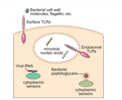 - Group of membranous receptors that exist both on cytosolic vesicles and external cell membranes are the toll-like receptors (TLRs).
- TLRs are so named for their sequence similarity to the Drosphilia protein, Toll
- TLRs are expressed on a various cel