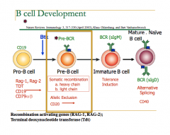 - B cell differentiation in the bone marrow occurs prior to any exposure to foreign antigen
- It is characterized both by the expression and silencing of distinct sets of genes