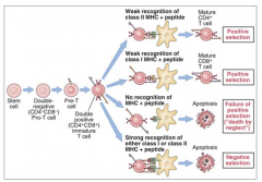 - Double positive (CD4+, CD8+) thymocytes are selected to live or die depending on the interactive avidity of their TCR with self-antigen/MHC on thymic epithelial cells
- Interactive avidity dependent on: intrinsic affinity of the TCR for self antigen/MH