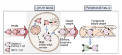 - Migration of naive lymphocytes from the blood into lymph nodes occurs at specialized post capillary venules
- Glycocalyx on luminal surface that traps molecules