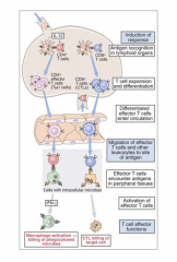 - Secretion of cytokines
- Thp = naive CD4+ cells