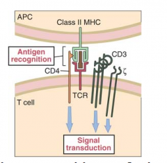 T-cells requires that the antigen be displayed on the surface of an antigen presenting cell in association with class II MHC (peptide/class II MHC)