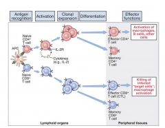 - TCR interaction with peptide/MHC II - naïve CD4+ T cells, Thp, express IL-2 receptors, and secrete the cytokine, interleukin-2 (IL-2)
- Interaction of IL-2 induces clonal expansion of antigen stimulated T cells, increasing # of T cells peptide/class II
