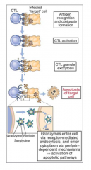 1. Formation of mature CTL with the target cell
2.  Triggers the localization of lytic granules to the CTL membrane where the two cells are in contact
3. Polarization of granule release directed towards the target cell -ensures specificity of killing
4