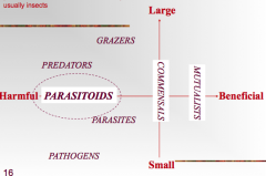 Parasitoids: when one organism goes in another organism, eats the other organism and comes out of the organism
There are also non-tophic interactions: e.g. epiphytic, phoretic