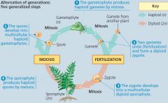 Multicellular Sporophyte (2n) -> Meiosis -> spores(n)->
Multicellular Gametophyte (n)->fertilization ->zygote(2n)