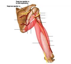 Peka ut mediala och laterala axelluckorna och namnge strukturer som går genom dessa och musklerna som begränsar dem.