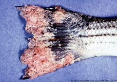 The fish in the picture below is most likely infected with:
A. A fish herpesvirus.
B. An asfarvirus.
C. A circovirus.
D.An iridovirus.
E. A poxvirus