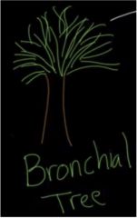 This is a bronchial tree