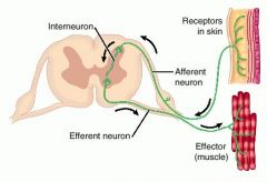 sensory neuron, motor neuron