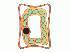 what is it called when contents of plant cell move away from cell wall to vacuole?