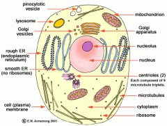 know animal cell organelles.