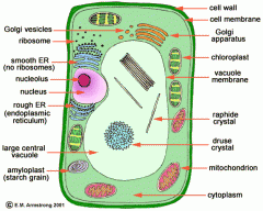 know plant cell organelle