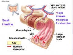 Absorption in the small intestine.