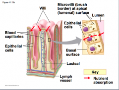 The small intestine has a huge surface area, due to villi and microvilli that are exposed to the intestinal lumen.
*the enormous microvilli surface creates a brush border that greatly increases the surface for and rate of nutrients absorption.
*transpor