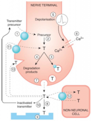 Basic steps in neurotransmission: sites of drug action
