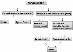 What nervous system does autonomic belong to?