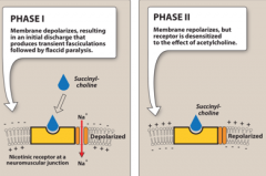 1. Phase1: 
 - Acts like ACh and depolarizes the synaptic membranes of the mucle
 - Not deactivated by AChase
 - Causes muscle fasiculations, followed by muscle paralysis and flaccidity
2. Phase 2: Not seen except in high concentrations
 - Causes rec