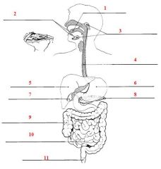 Label the Diagram of the Digestive System