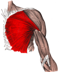 Action: Flexion (shoulder), Adduction (humerus), Internal Rotation (humerus)
Origin: Ribs 2-6, Sternum, Infero-medial portion of clavicle
Insertion: Greater tubercle & lateral lip of bicipital groove