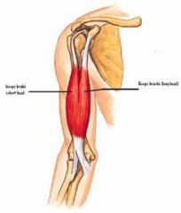Action: Flexion (shoulder & elbow) 
Origin: Supraglenoid tubercle
Insertion: Radial tuberosity