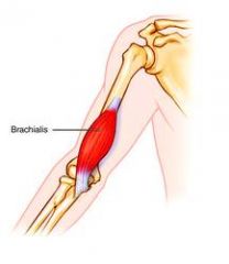 Action: Flexion (elbow)
Origin: Anterior & Distal portion of humerus
Insertion: Ulnar tuberosity