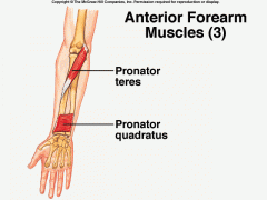 Action: Pronates (forearm/hand), Flexion (elbow)
Origin: Medial epicondyle of humerus & Coronoid process of ulna
Insertion: Middle lateral surface of radius